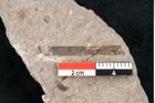 Foto (Detailansicht) von Puccinites zosterae Ettingshausen (NHMW-GEO-2024-0188-6623)